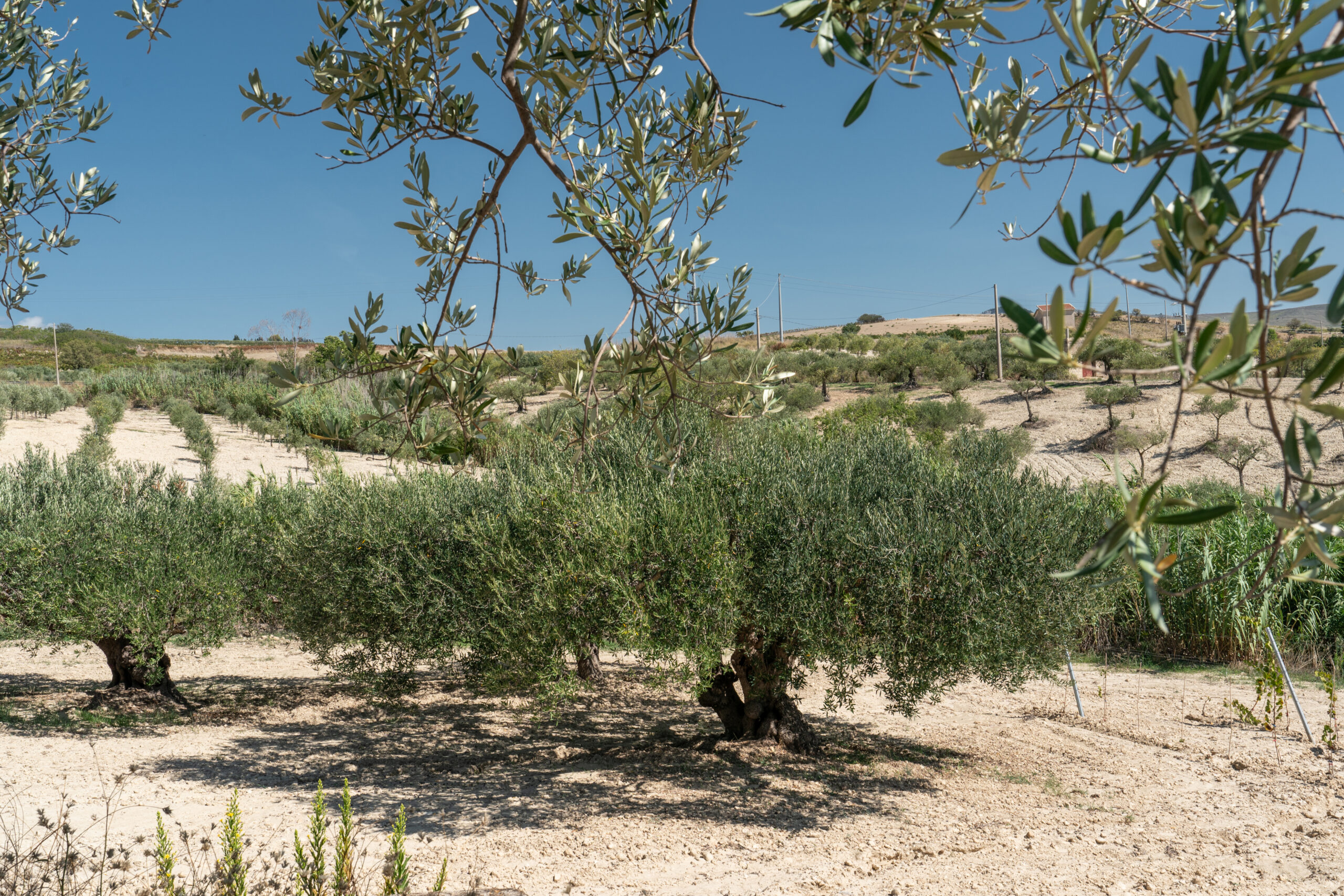 Azienda%20Agricola%20Mauceri%20